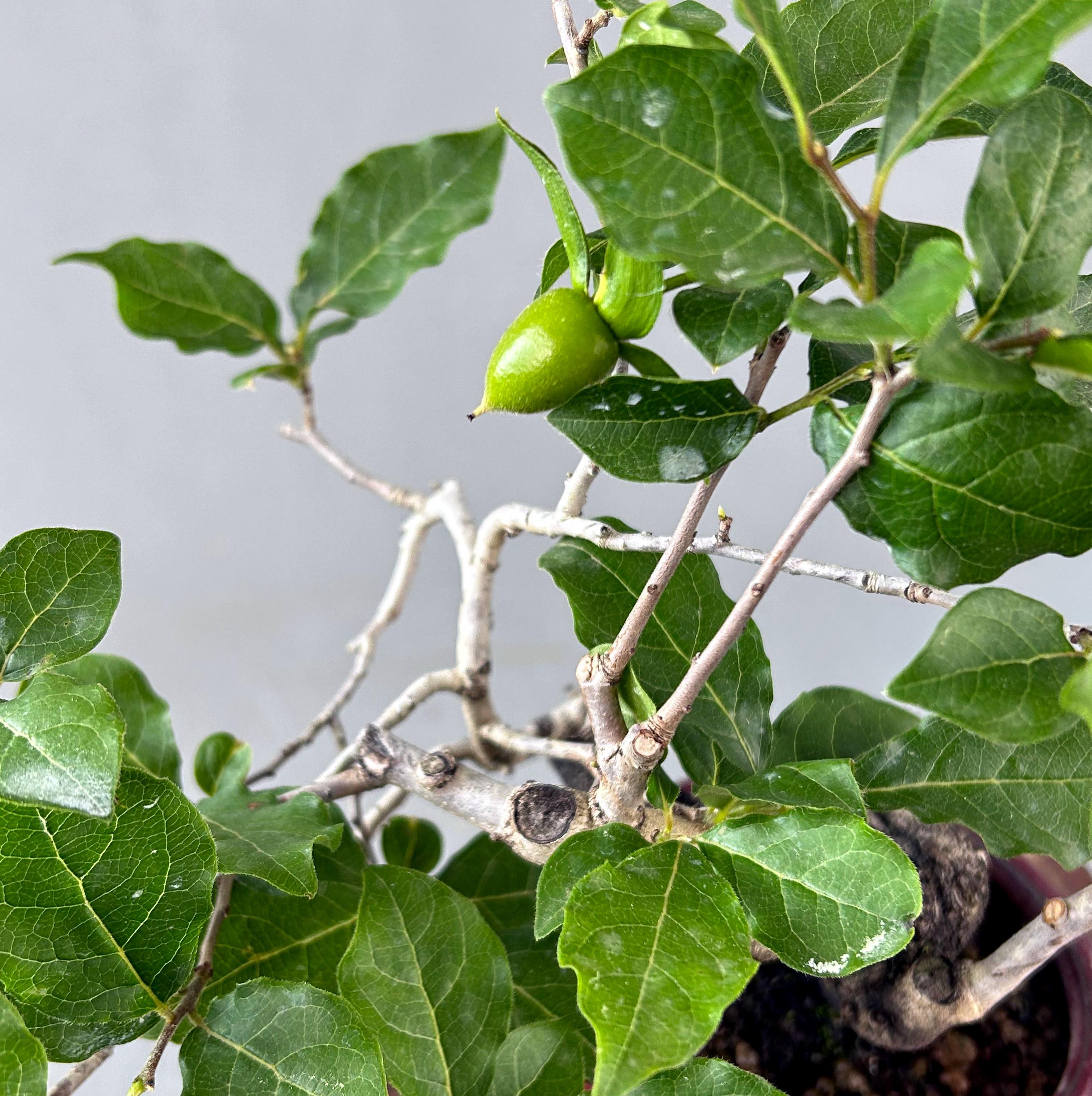 DIOSPYROS ROMBIFOLIA (KAKI) - Image 2